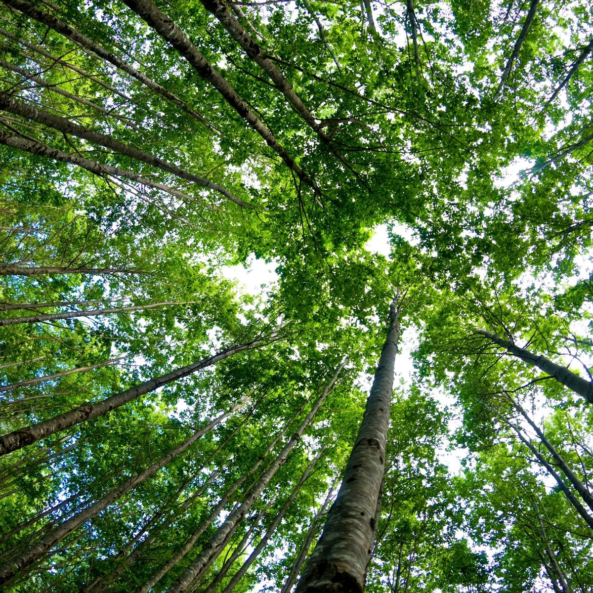 Trees