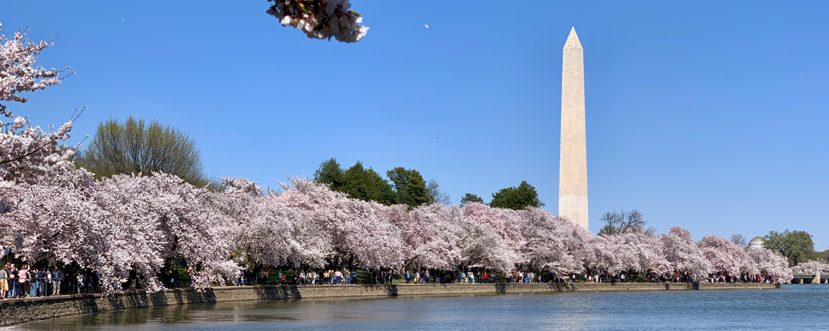 Washington D.C..png