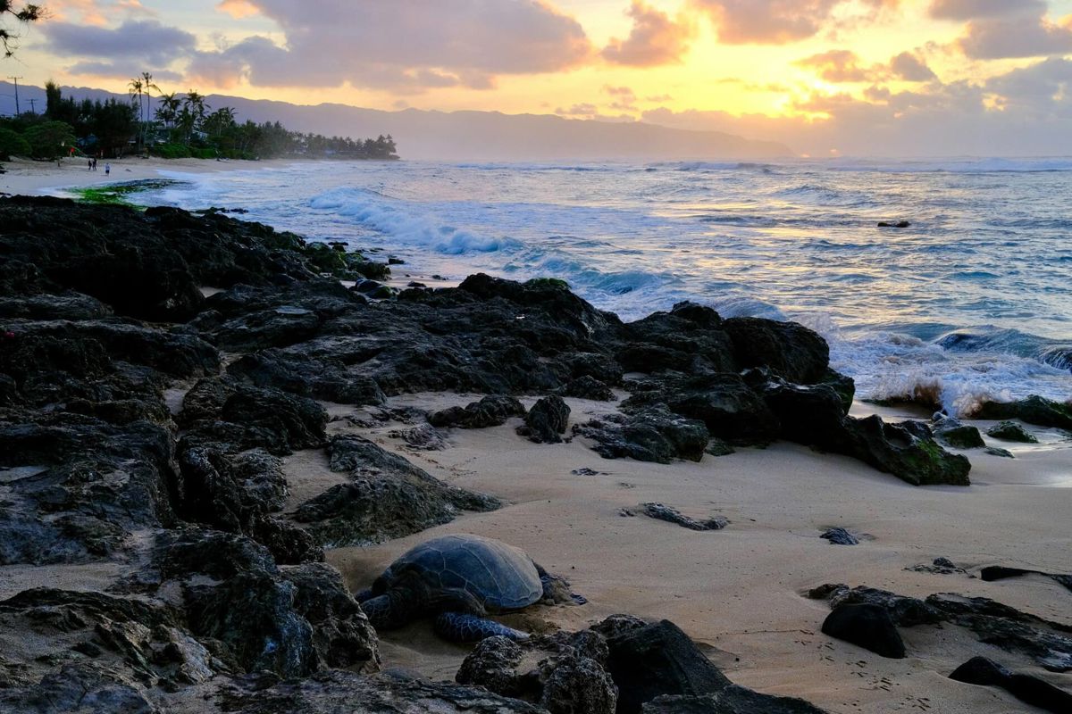 North Shore